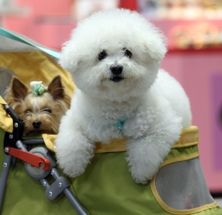 Illustration for article titled Cuteness Explosion: Welcome To The Asian International Dog Show